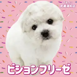 【 ビションフリーゼ 】毛量たっぷりで穏やかな女の子が武蔵浦和に仲間入り