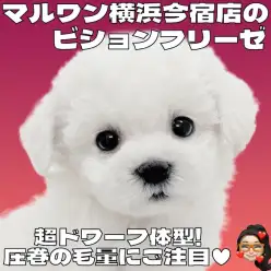 【 ビションフリーゼ 】初心者ユーザー必見のおっとりガール！生活ポイントも解説！