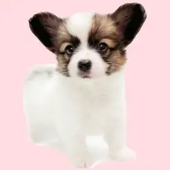 【 パピヨン 】大きな耳が魅力！ホワイト&ブラウンの女の子が埼玉浦和に登場