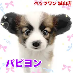 【 パピヨン 】太陽のように明るい性格の持ち主！社交性も抜群の女の子
