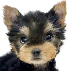 【 ヨークシャーテリア 】おしゃれやおでかけを一緒に楽しめるサイズ感の女の子!