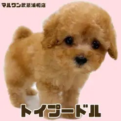 【 トイプードル 】アプリコットが美しい甘えん坊の女の子が埼玉浦和に登場