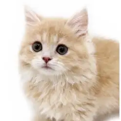 【 ラガマフィン 】猫界のテディベア！抱き心地抜群ハチミツ色の男の子