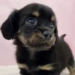 【 ミックス 】両親の良いところどり!最強DNAを持ったチワックスちゃんが登場!