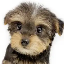 【 ヨークシャーテリア 】ボタン耳の愛らしさは格別！ヨークシャーテリアの女の子！