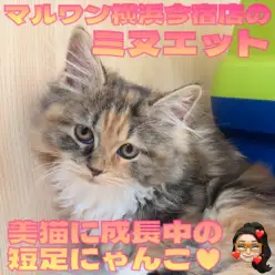 【 ミヌエット 】生後3ヶ月の超短足が愛らしい甘えん坊な女の子！最新動画をお届け！