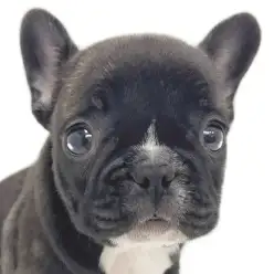 【 フレンチブルドッグ 】ブリンドル＆ホワイトカラーがとても映える女の子！