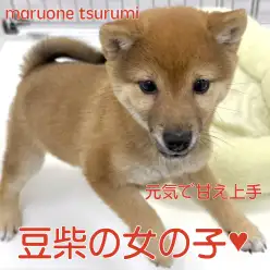 【 豆柴 】生後3ヶ月の寝顔も尊いオンオフ上手な甘えん坊な女の子！