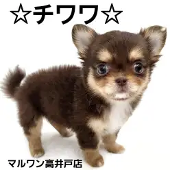 【 チワワ 】ドワーフ体型が可愛いチョコタンチワワが降臨！