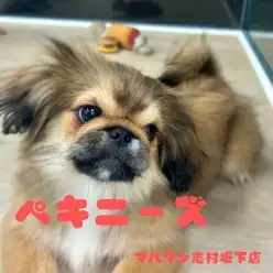 【 ペキニーズ 】癒しの鼻ペチャ顔は悶絶級の可愛さ！明るい性格の女の子！