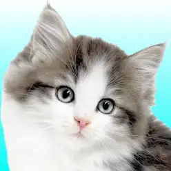 【 ノルウェージャンフォレストキャット 】可愛いだけじゃない！美しい森の妖精降臨