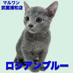 【  ロシアンブルー 】美しい被毛と宝石のような瞳が魅力の穏やかな性格の男の子