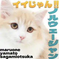 【 ノルウェージャン 】気品溢れる綺麗系女子！優雅に寄り添う姿に癒されて！