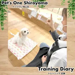 【 城山トレーニングダイアリー 】キャバションちゃんの初めてのトレーニング
