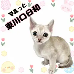 【 マルっと東川口日和No.133 】小さな天使！希少なシンガプーラが久々入店！