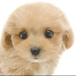 【 MIX 】マルプーちゃんの女の子！人気のアプリコットカラー！