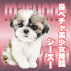 【 シーズー 】やみつきになる魅惑のボディ！愛されルックスの超癒し系ワンコ！