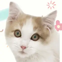 【 ノルウェージャン 】生後4ヶ月迎えた美猫!マルっと東川口日和No.140