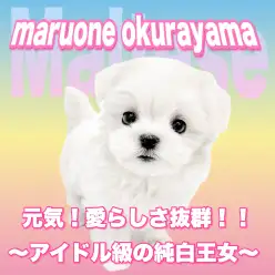 【 マルチーズ 】アイドル級の可愛さ炸裂！愛らしさ満点の純白王女が仲間入り！