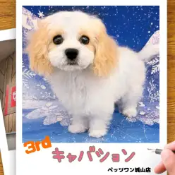 【 MIX 】キャバションの城山っ子成長報告！2026年1月15日