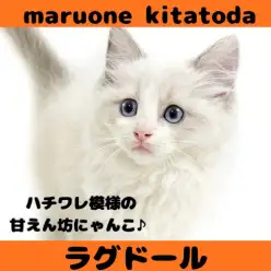 【 ラグドール 】可愛さと凛々しさを兼ね備えたラグドールの女の子入店！