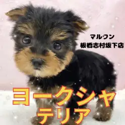 【 ヨークシャーテリア 】動く宝石!ヨーキーくんの今だけの瞬間を特別にご紹介!