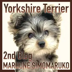 【 ヨーキー 】小柄で抜け毛が少なく飼いやすい！甘えん坊な生後3ヶ月の男の子！