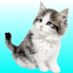 【 ノルウェージャンフォレストキャット 】可愛いだけじゃない！美しい森の妖精降臨