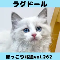 【 ほっこり北通vol.262 】甘えん坊さんなプリンセスラグドール入店！