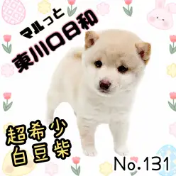 【 マルっと東川口日和No.131 】 希少な白豆柴！真っ白でフワフワな女の子