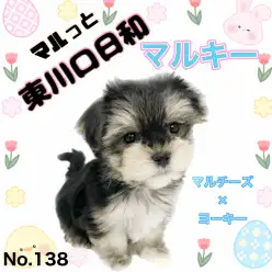 【 マルっと東川口日和No.138 】人懐っこさ最強のイケメン！マルキーが登場