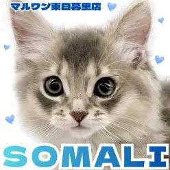 【 ソマリ 】美しいブルーの被毛と温和で人懐っこい性格の男の子が登場！
