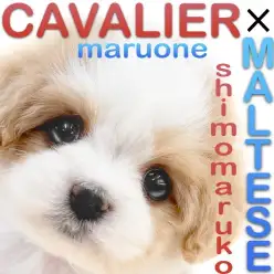 【 MIX 】可愛さ2倍!キャバリアとマルチーズが両親のキャバマルの男の子!