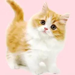 【 ラガマフィン 】レッドタビー＆ホワイトの人懐っこい男の子が埼玉浦和に登場