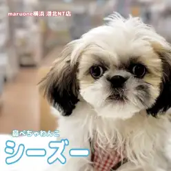 【 シーズー  】生後4ヶ月！ふわもこ天使の成長記録と行動の変化は！