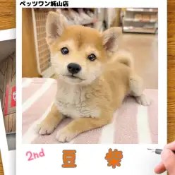 【 豆柴 】城山っ子成長報告！2026年1月16日