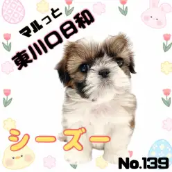 【 シーズー 】「自由奔放」が似合う癒し系女子！マルっと東川口日和No.139