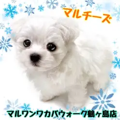 【 マルチーズ 】トップクラスの可愛さが小柄な体にギュッと詰まった女の子！