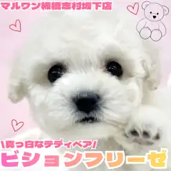 【 ビションフリーゼ 】将来はふわもこ姿に変身！ビションフリーゼちゃんをご紹介！