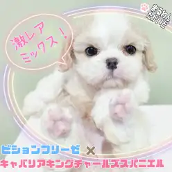 【 ビション×キャバリア 】超個性的！マスコットの様な可愛さ爆発！