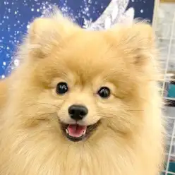 【 ポメラニアン 】第4弾！城山っ子成長報告！2026年1月27日