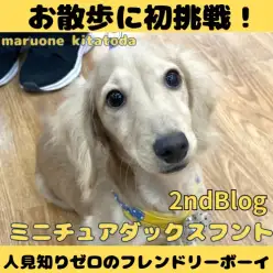 【 ミニチュアダックスフント 】胴長短足王子！生後5ヶ月を迎えたダックスくん！