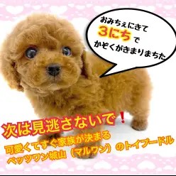 【 トイ・プードル 】見逃さないで!3日で家族の決まるトイプードルはどんな子?