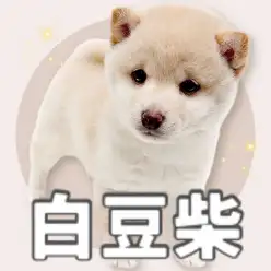 【 豆柴 】争奪戦必須の超人気者！希少な白豆柴を巡っての戦争に打ち勝つのは誰だ！