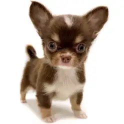 【 チワワ 】短めマズルのベビーフェイス！人気のチョコレートタンカラーの男の子