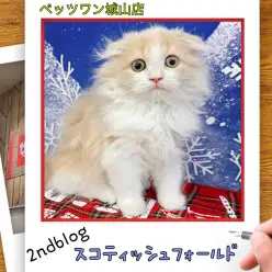 【 スコティッシュフォールド 】城山っ子成長報告！2026年1月20日