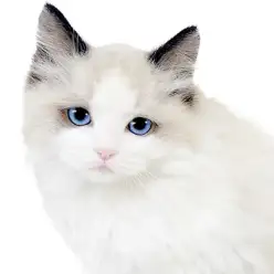 【 ラグドール 】初心者ユーザー必見！環境馴れ最速の青い瞳が美しい温厚な男の子！