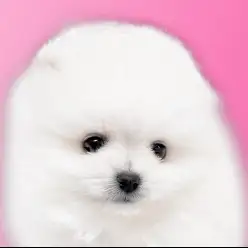 【 ポメラニアン 】動く毛玉！圧倒的毛量のたぬき系プレミアムポメ！！