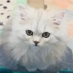 【 ペルシャ 】初心者ユーザー必見！お留守番上手な甘えん坊！ふみふみ動画付き！