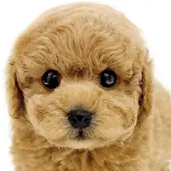 【 トイプードル 】愛嬌満点!アプリコットの男の子が新登場